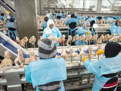Workers processing poultry on an industrial production line