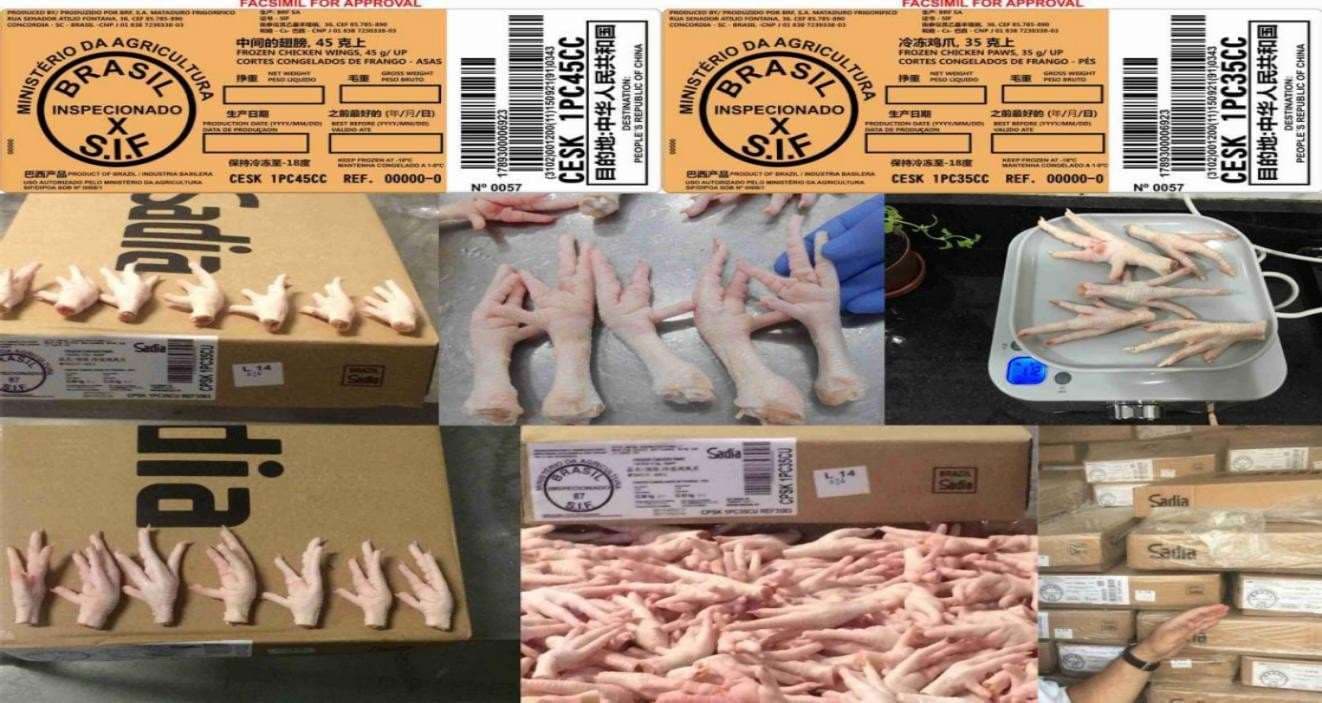 Frozen chicken wings and paws export documentation and packing